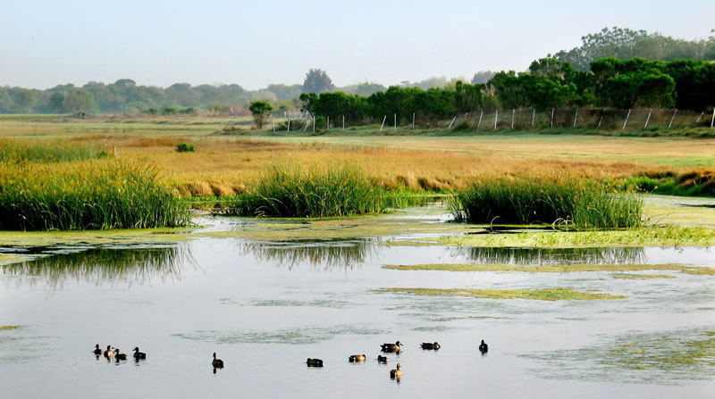 wetland_f.jpg