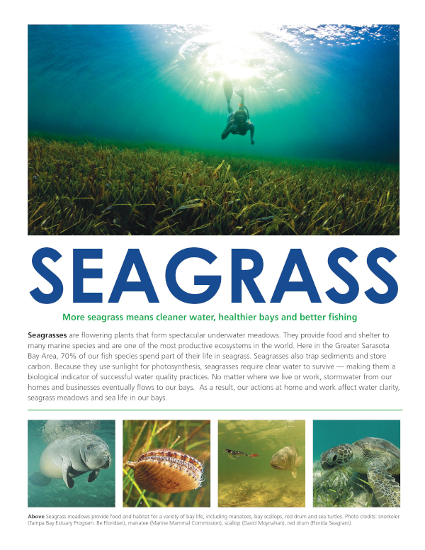 Seagrass Storysheet