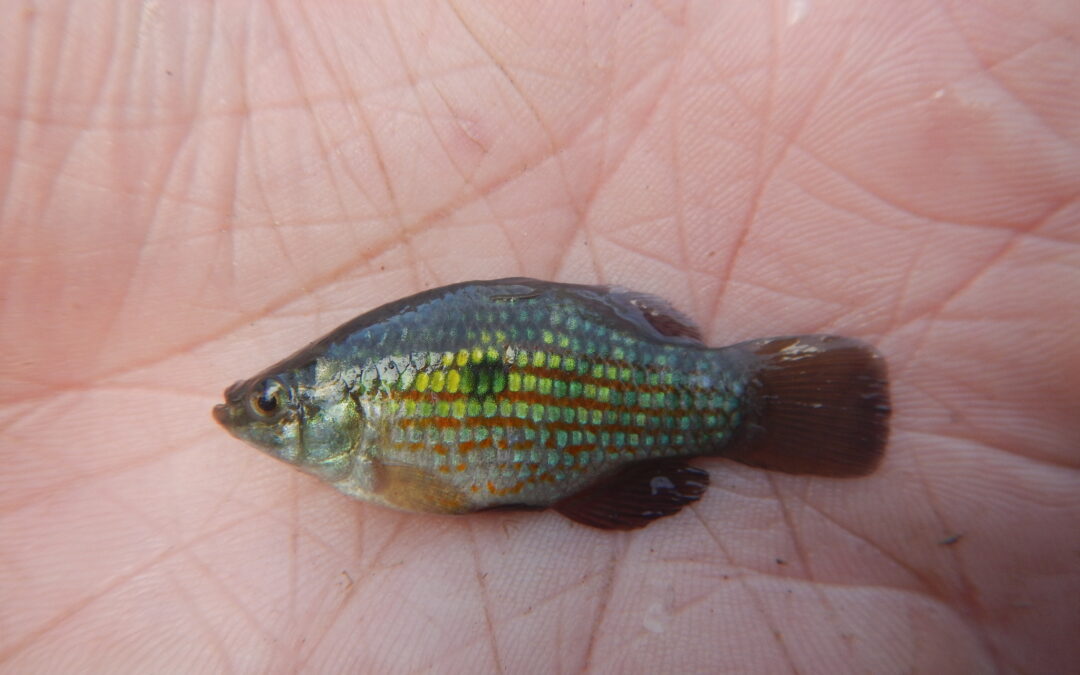 Flagfish in a hand