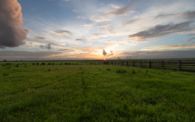 Conservation Easements: Protecting Florida’s Ranchlands Before It’s Too Late